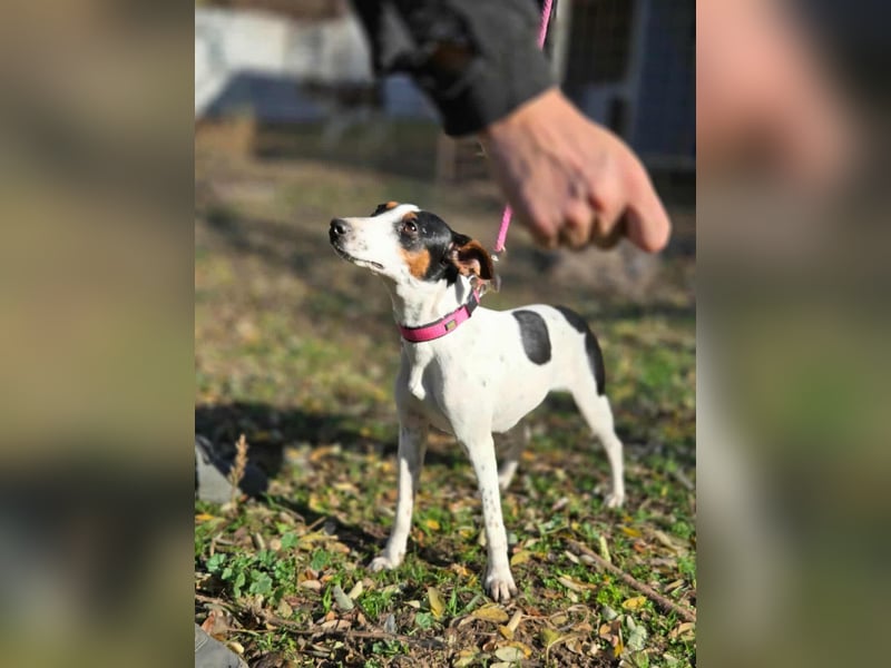Bora, geboren 01.05.2024, 30cm sucht ihr Körbchen