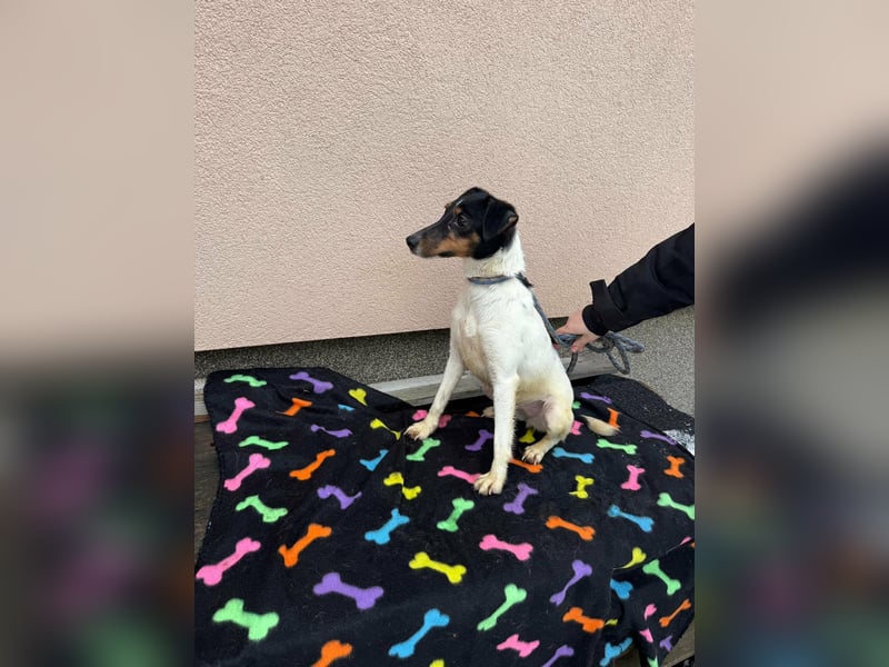 Mona, geboren 18.10.2022, 39cm sucht ihr Körbchen