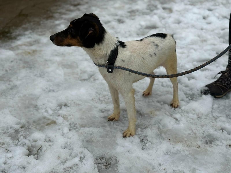 Mona, geboren 18.10.2022, 39cm sucht ihr Körbchen