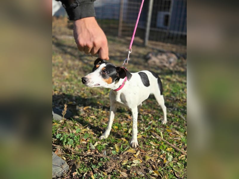 Bora, geboren 01.05.2024, 30cm sucht ihr Körbchen
