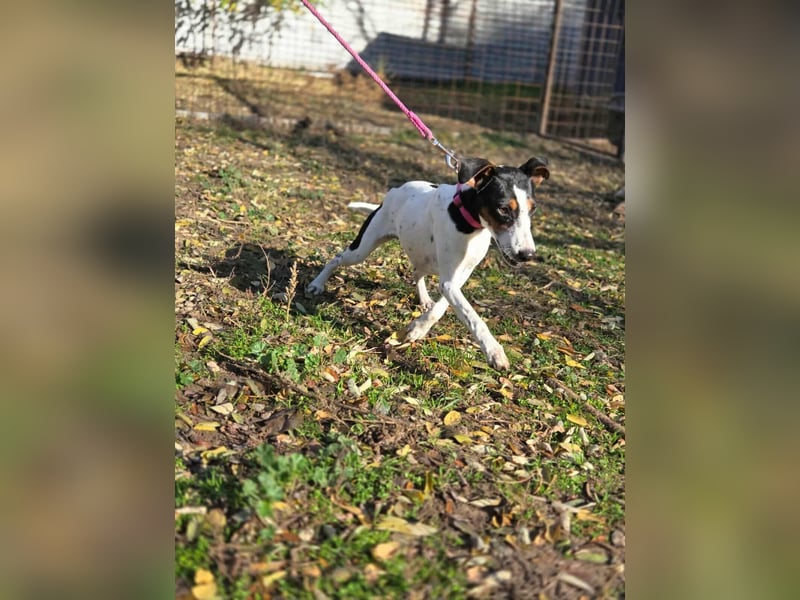 Bora, geboren 01.05.2024, 30cm sucht ihr Körbchen