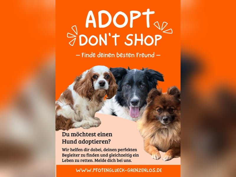 Csibesz, lieber, freundlicher Foxterrier Mischling geb. 07/2025