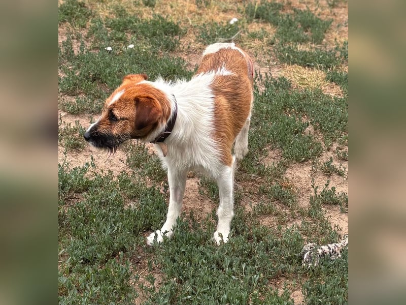 Csibesz, lieber, freundlicher Foxterrier Mischling geb. 07/2025