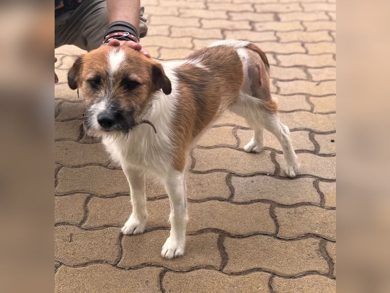 Csibesz, lieber, freundlicher Foxterrier Mischling geb. 07/2025