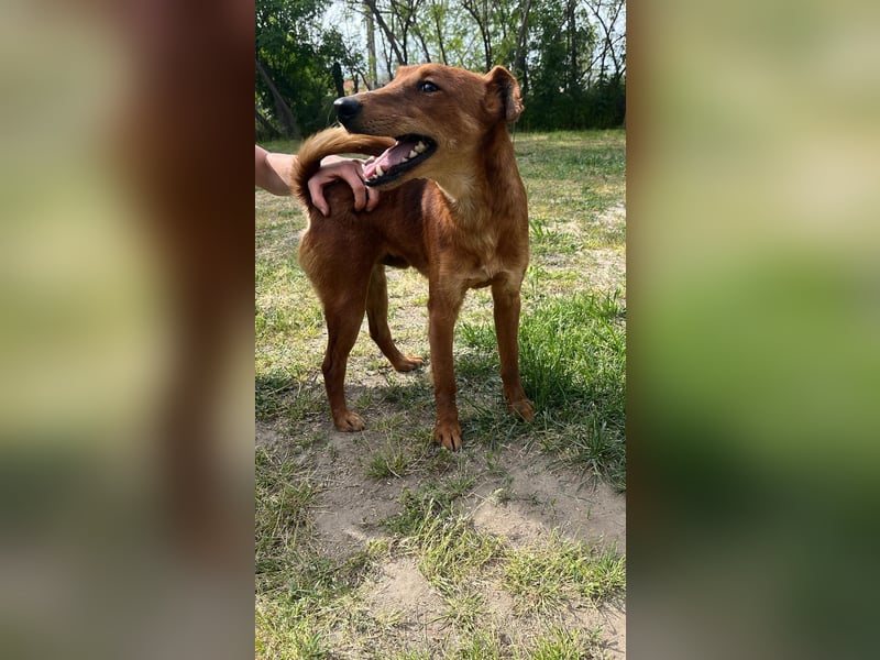 Chili LM liebenswert, freundlich  mit Temperament