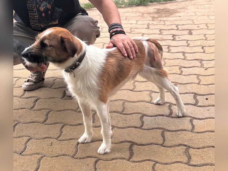 Csibesz, lieber, freundlicher Foxterrier Mischling geb. 07/2025