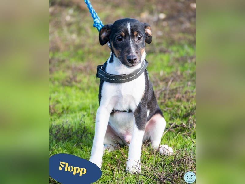 Flopp SI - aktiv, verspielt