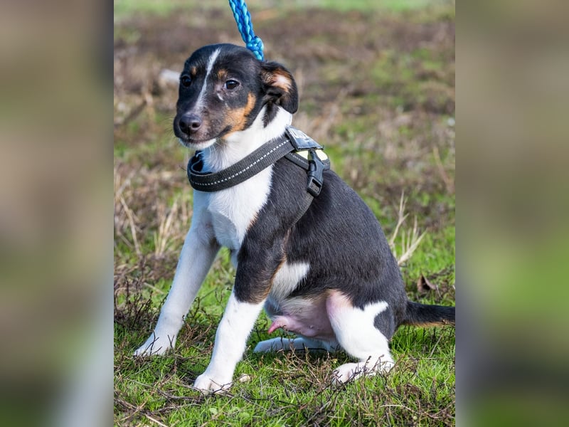 Flopp SI - aktiv, verspielt