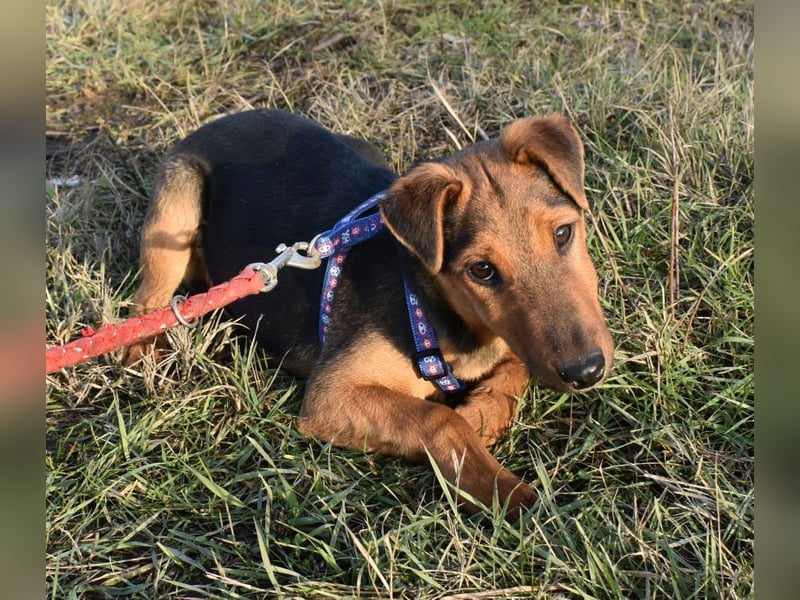 Taz - lebensfroher Hundebub