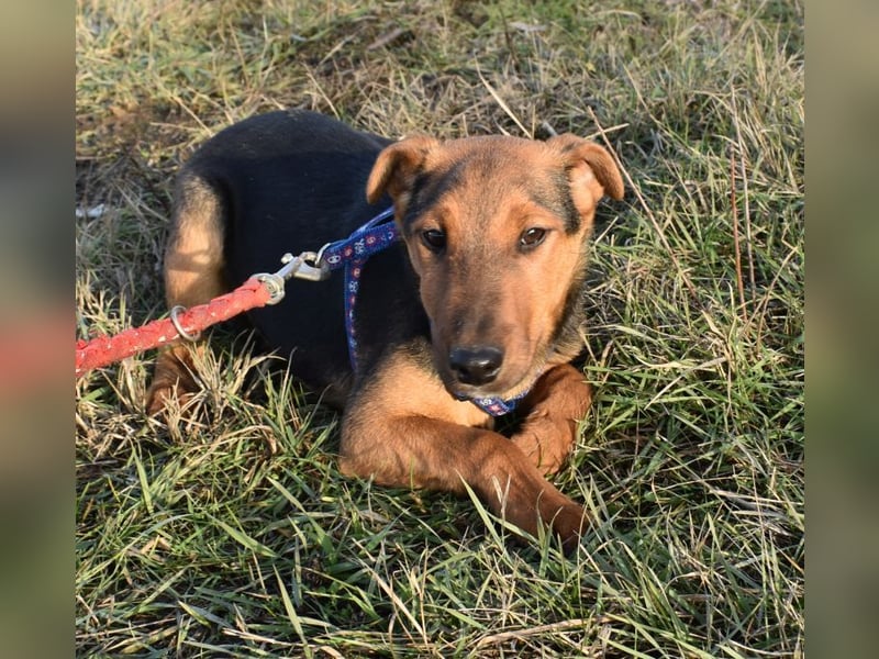 Taz - lebensfroher Hundebub