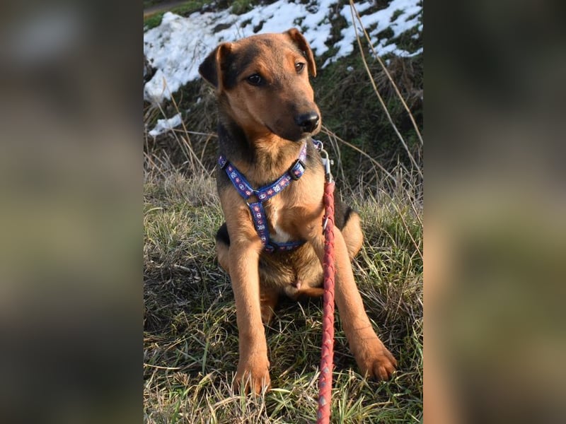 Taz - lebensfroher Hundebub