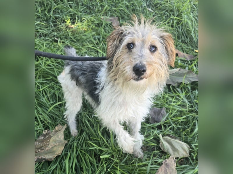 Briley - kleine Wuschelmaus