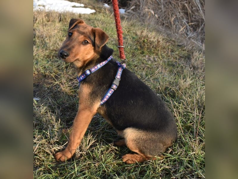 Taz - lebensfroher Hundebub