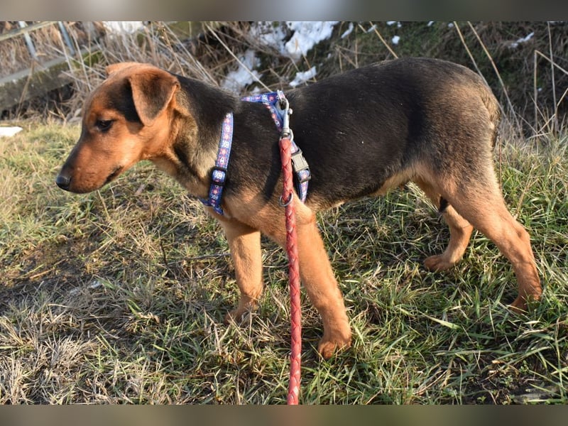 Taz - lebensfroher Hundebub