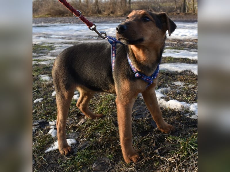 Taz - lebensfroher Hundebub