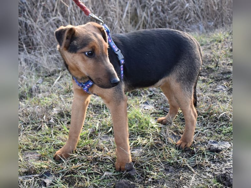 Taz - lebensfroher Hundebub