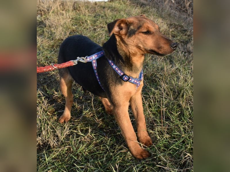 Taz - lebensfroher Hundebub