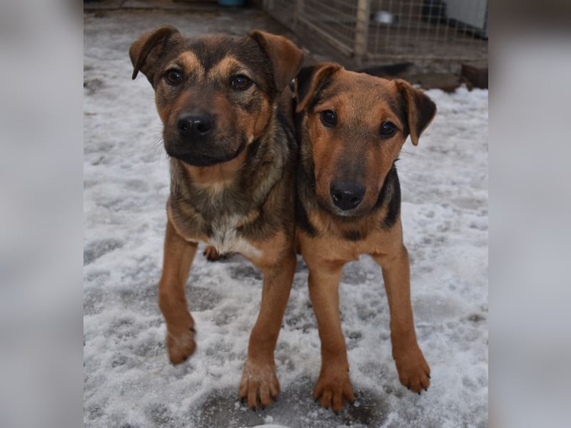 Taz - lebensfroher Hundebub