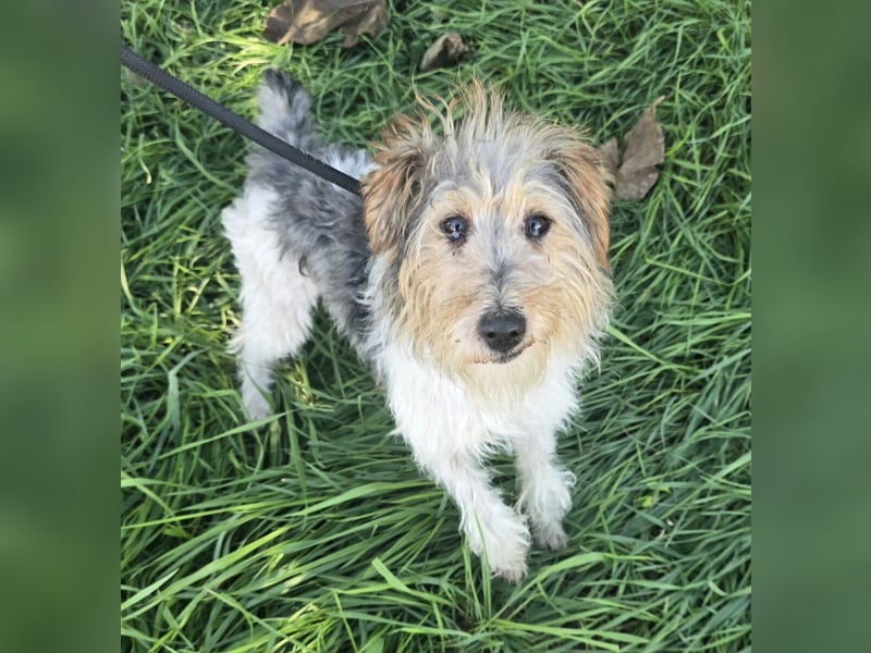 Briley - kleine Wuschelmaus