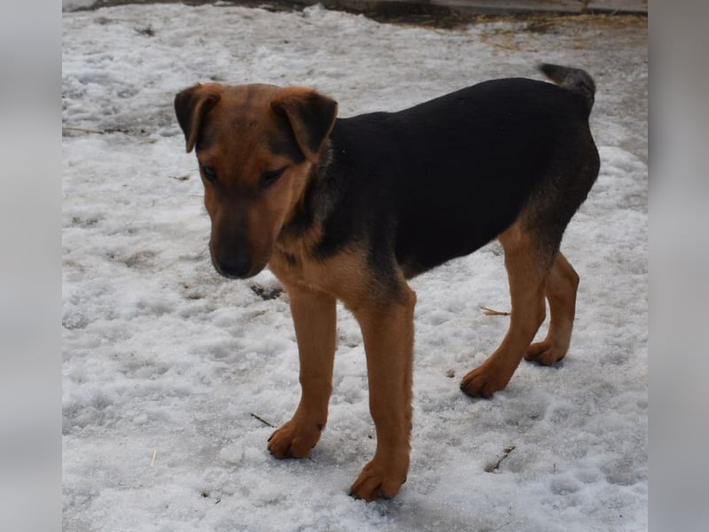 Taz - lebensfroher Hundebub