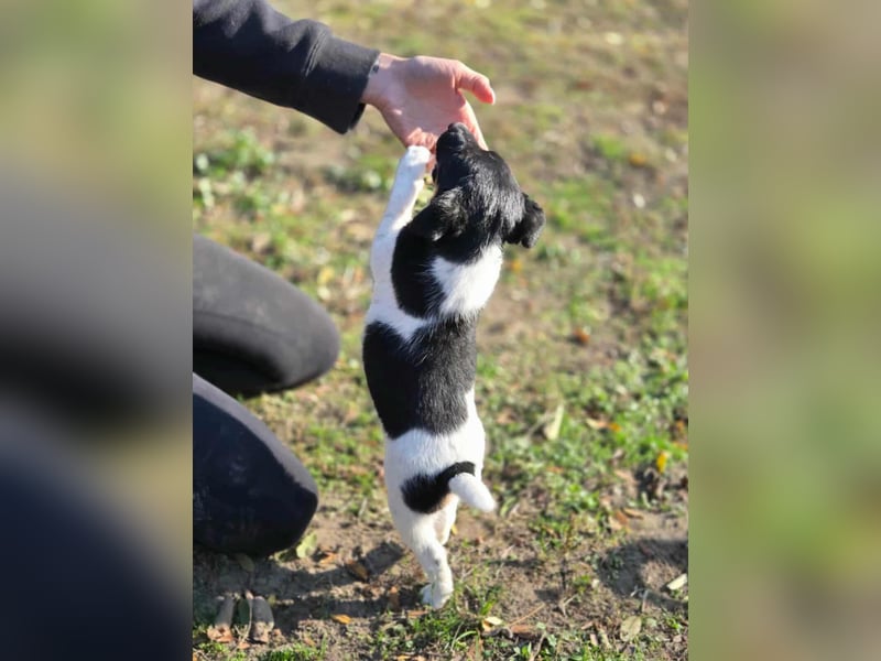 Avarka, geboren 27.09.2025 sucht ihren Platz