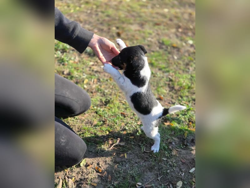 Avarka, geboren 27.09.2025 sucht ihren Platz