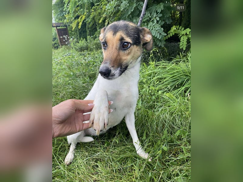Sziszi, Glatthaar-Foxterrier-Mix, Hündin, geb. am 01.04.2023, ca. 40 cm