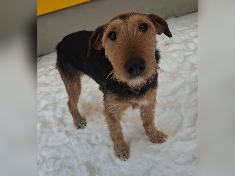 Artur, Foxterrier-Mix, Rüde, geb. am 01.05.2024, 43 cm, 14,5 kg