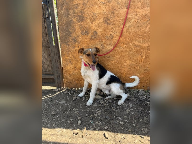 Bruno, Foxterrier-Mix, Rüde, geb. am 05.10.2024, 42 cm, 14 kg