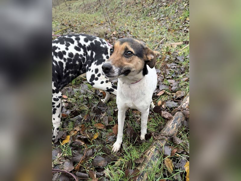 Sziszi, Glatthaar-Foxterrier-Mix, Hündin, geb. am 01.04.2023, ca. 40 cm