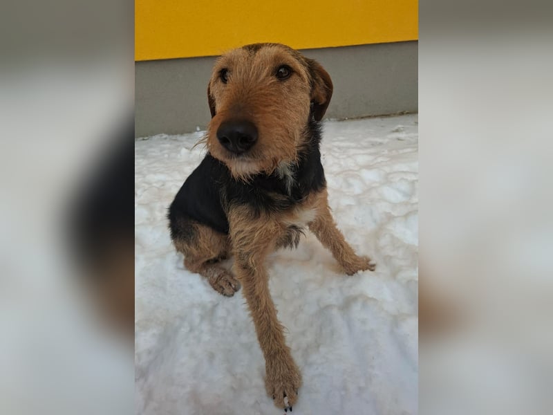 Artur, Foxterrier-Mix, Rüde, geb. am 01.05.2024, 43 cm, 14,5 kg