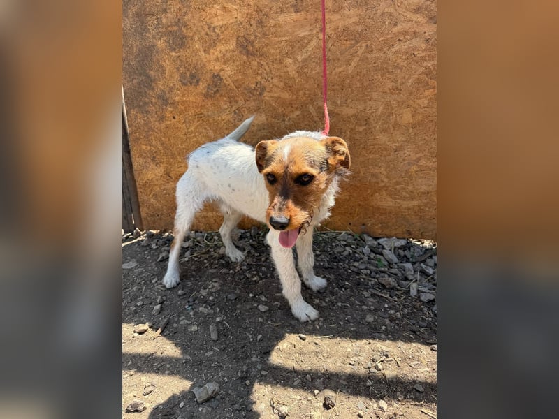 Bruno, Foxterrier-Mix, Rüde, geb. am 05.10.2024, 42 cm, 14 kg