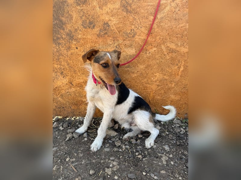 Bruno, Foxterrier-Mix, Rüde, geb. am 05.10.2024, 42 cm, 14 kg