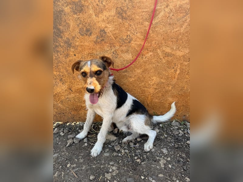 Bruno, Foxterrier-Mix, Rüde, geb. am 05.10.2024, 42 cm, 14 kg