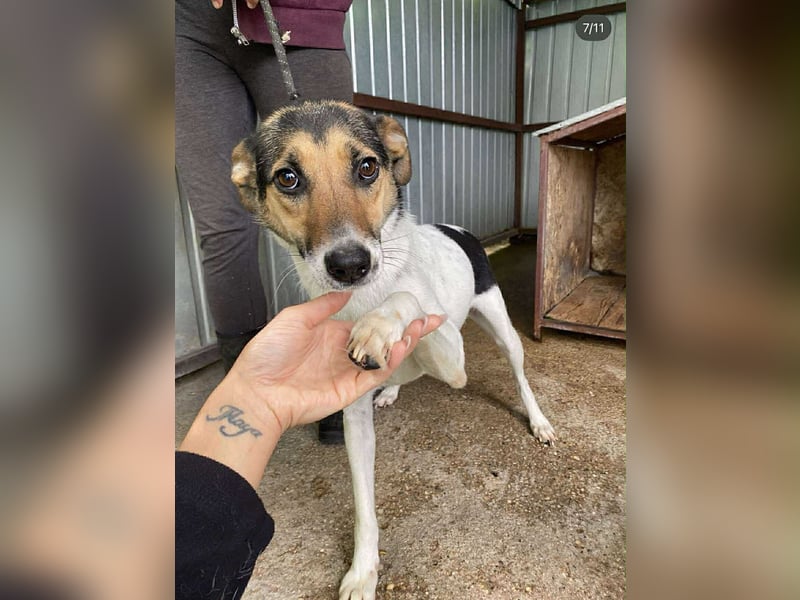 Sziszi, Glatthaar-Foxterrier-Mix, Hündin, geb. am 01.04.2023, ca. 40 cm