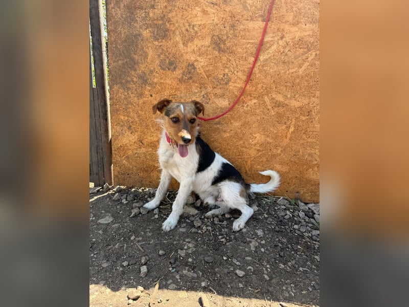 Bruno, Foxterrier-Mix, Rüde, geb. am 05.10.2024, 42 cm, 14 kg