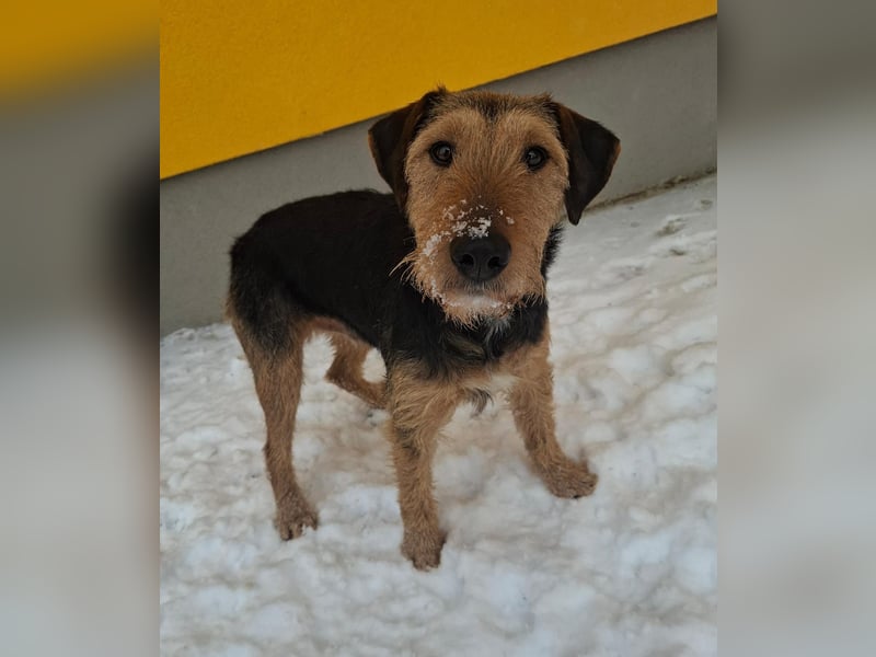 Artur, Foxterrier-Mix, Rüde, geb. am 01.05.2024, 43 cm, 14,5 kg