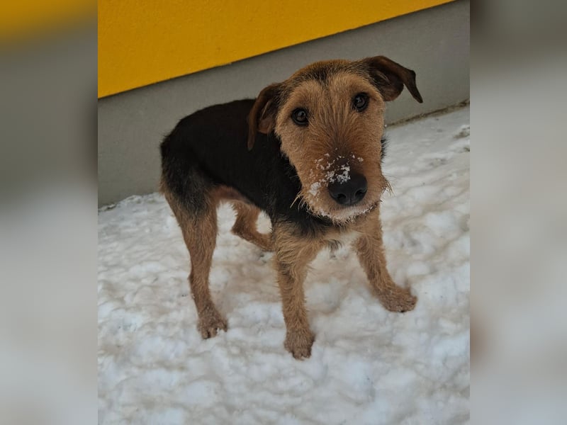 Artur, Foxterrier-Mix, Rüde, geb. am 01.05.2024, 43 cm, 14,5 kg