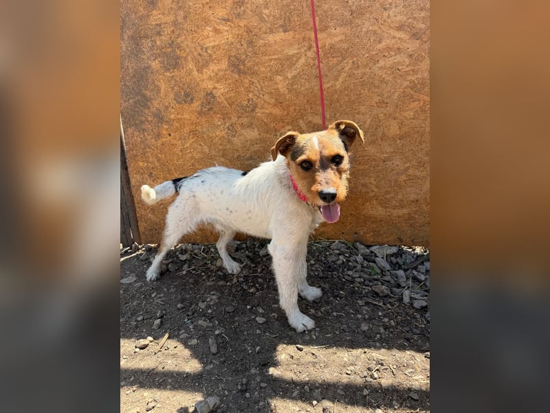 Bruno, Foxterrier-Mix, Rüde, geb. am 05.10.2024, 42 cm, 14 kg