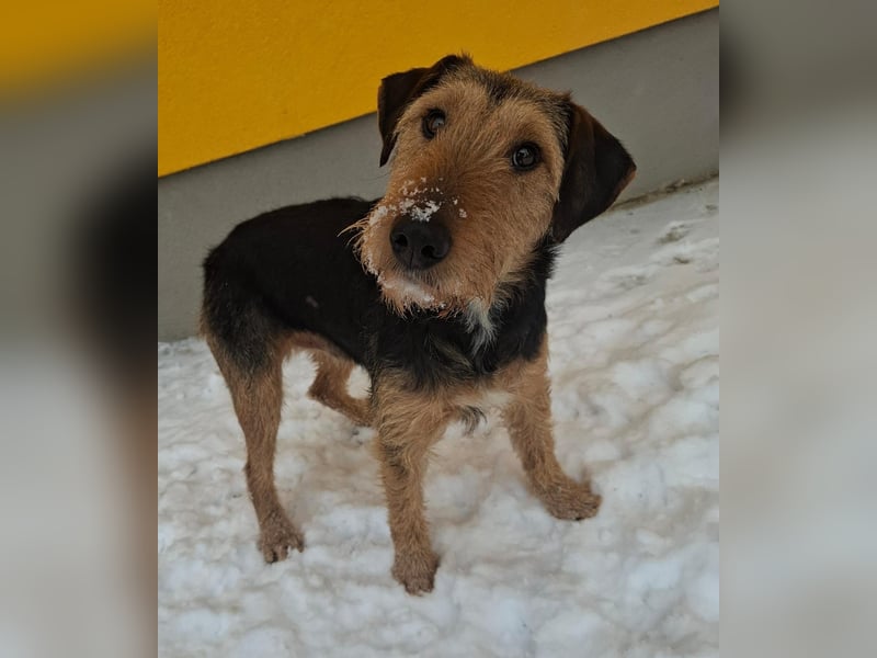 Artur, Foxterrier-Mix, Rüde, geb. am 01.05.2024, 43 cm, 14,5 kg