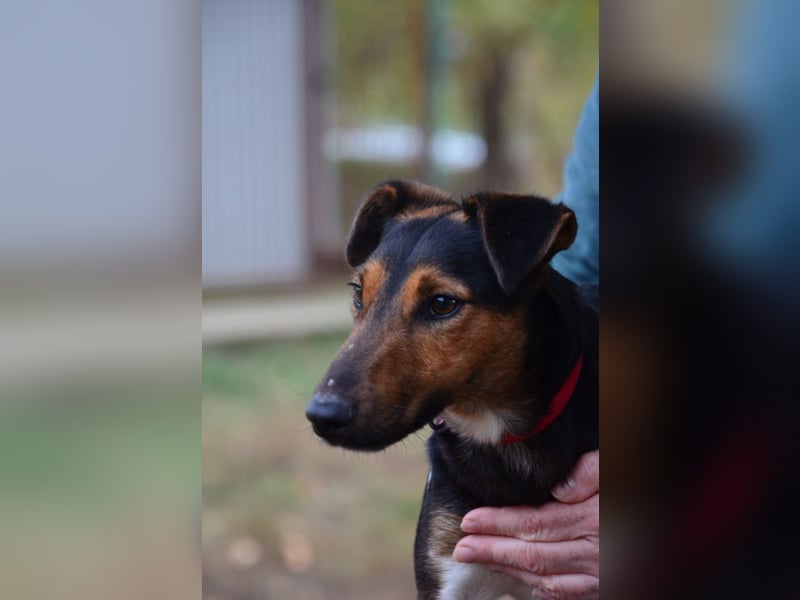 Liebenwerter Fixi sucht sein Körbchen