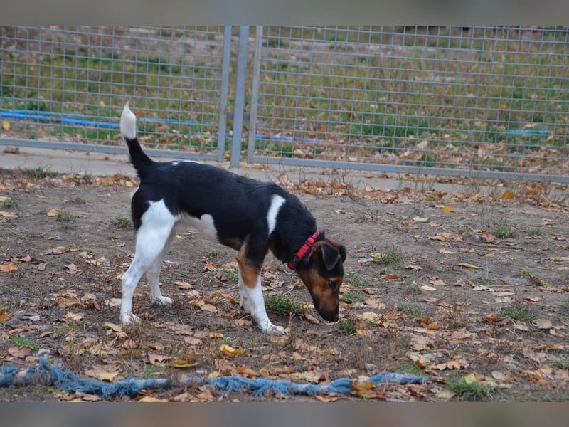 Liebenwerter Fixi sucht sein Körbchen