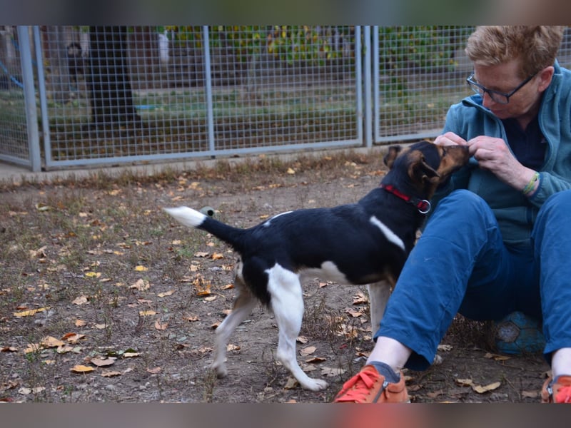 Liebenwerter Fixi sucht sein Körbchen
