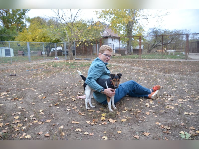 Liebenwerter Fixi sucht sein Körbchen
