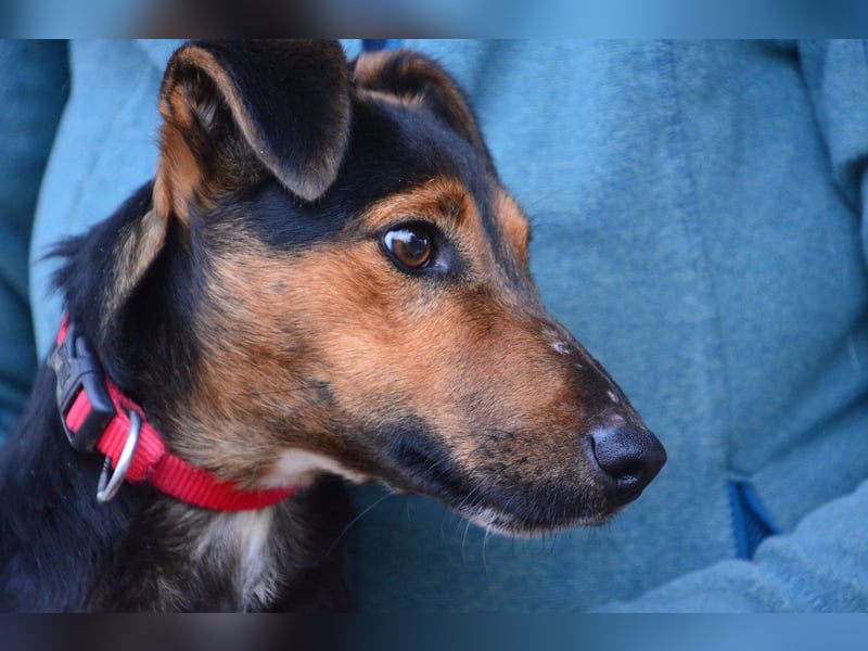 Liebenwerter Fixi sucht sein Körbchen