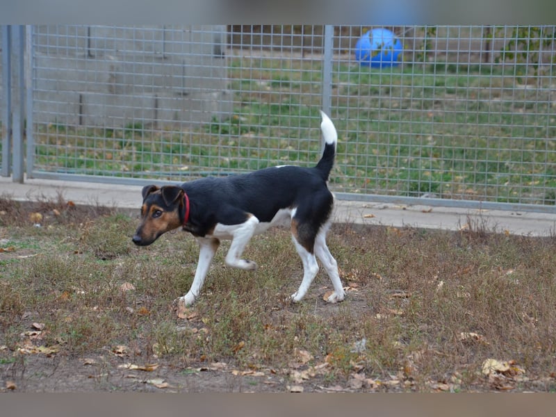 Liebenwerter Fixi sucht sein Körbchen