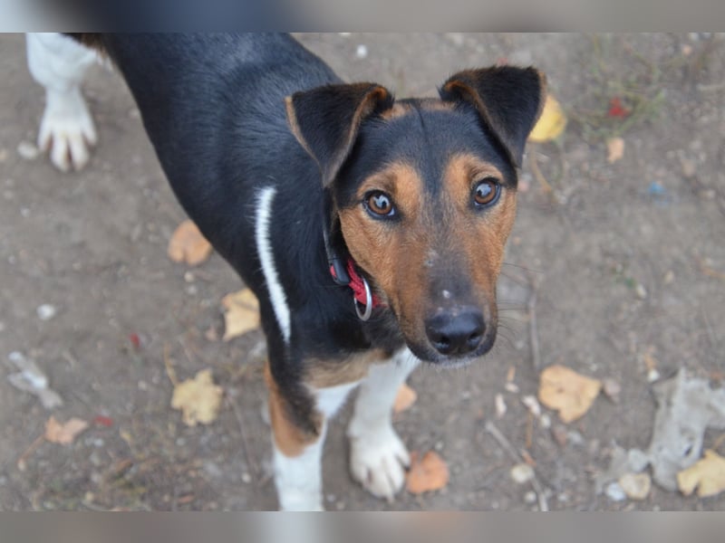 Liebenwerter Fixi sucht sein Körbchen