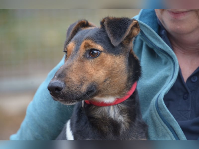Liebenwerter Fixi sucht sein Körbchen