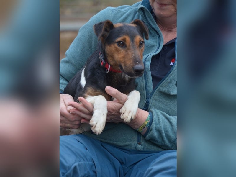 Liebenwerter Fixi sucht sein Körbchen