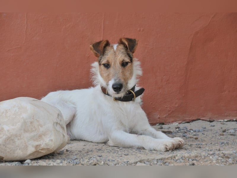Bist du bereit, mit Foxy durch dick und dünn zu gehen?